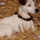 Picture of dog lost at Pleurtuit