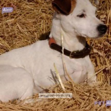 Photo 1/1 Jojo Chien lost in Pleurtuit