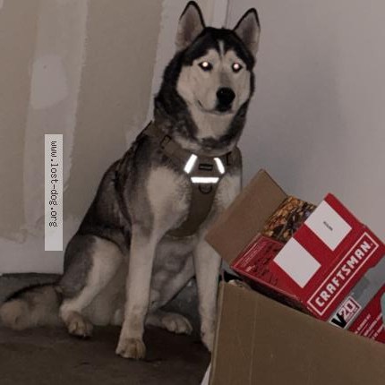 Photo 1/1 Found dog Found in Lancaster