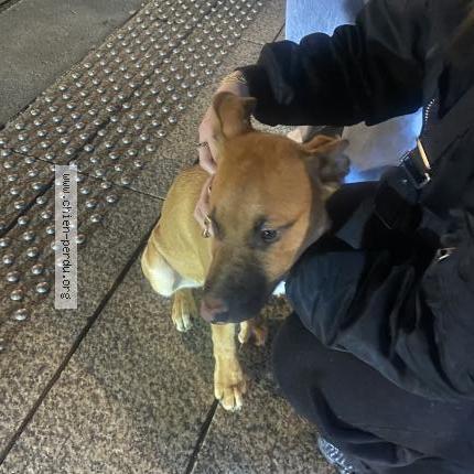 Photo 1/1 Found dog Found in Saint etienne