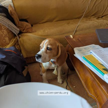 Photo 1/1 Belsem Tesson Chien lost in Draillant