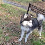 Picture of dog lost at Union