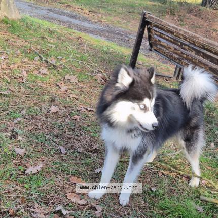 Photo 1/1 Li&eacute;geois Aylo Chien lost in Union