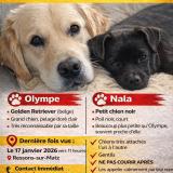 Picture of dog lost at Ressons Sur Matz