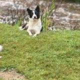 Picture of dog lost at Plouguenast