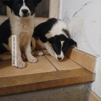 Photo 1/1 La fouine Chien lost in Alzen