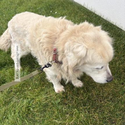 Photo 1/1 Found dog Found in Urville nacqueville