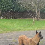 Picture of dog lost at Brecey