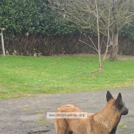 Photo 1/1 Athene Chien lost in Brecey