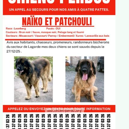 Photo 1/1 Norton dis Naïko Chien lost in Lagarde
