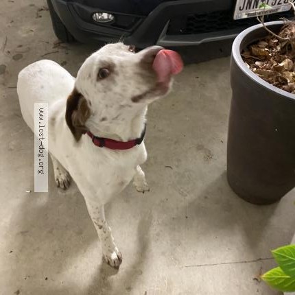 Photo 1/1 Found dog Found in Pinehurst