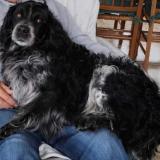 Picture of dog lost at Saint Eliph