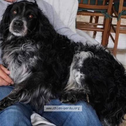 Photo 1/1 Loupio Chien lost in Saint eliph