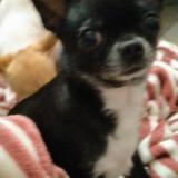 Picture of dog lost at Beaulieu