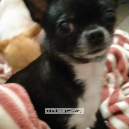 Photo 1/1 NAÏA ou NAYA Chien lost in Beaulieu