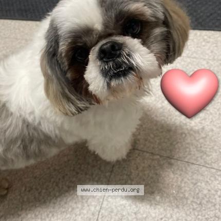 Photo 1/1 Found dog Found in Orleans