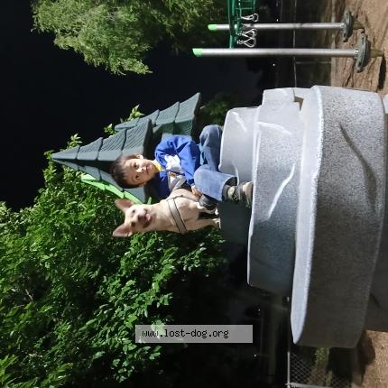 Photo 1/1 Chacho Chien lost in Fresno