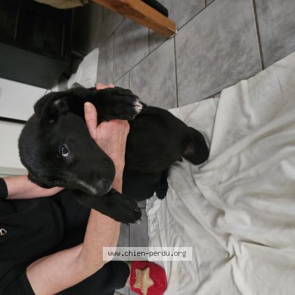 Photo 1/1 Found dog Found in Cuxac d aude