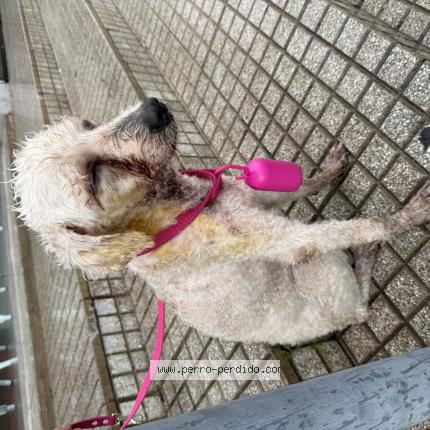 Photo 1/1 Found dog Found in Cordoba