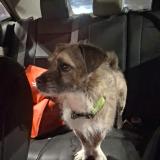 Picture of dog lost at Hickory Hills