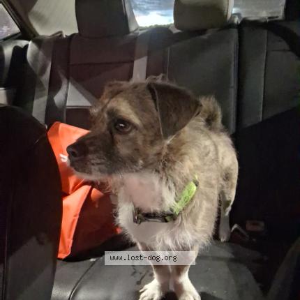 Photo 1/1 Smokey Chien lost in Hickory hills