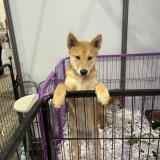 Picture of dog lost at St Brieuc