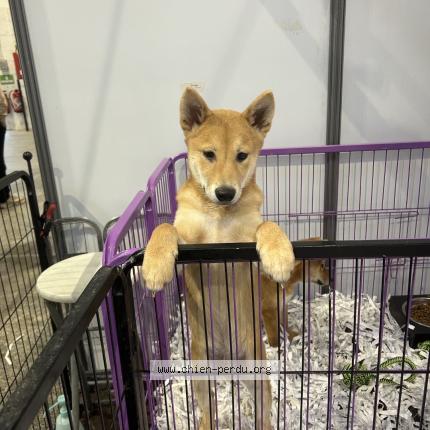 Photo 1/1 Aston Chien lost in St brieuc