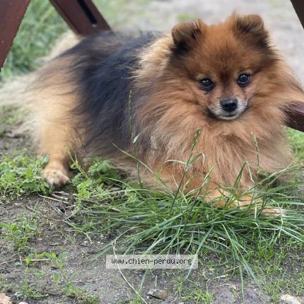 Photo 1/1 Monky Chien lost in Mervent