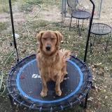 Picture of dog lost at Aurora