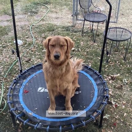 Photo 1/1 Atlas Chien lost in Aurora