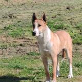 Picture of dog lost at St Martin Des Champs