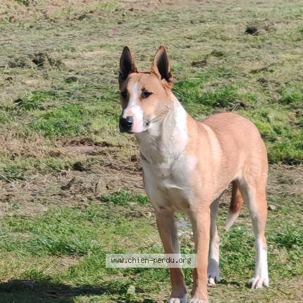 Photo 1/1 Uwan Chien lost in St martin des champs