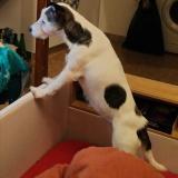 Picture of dog lost at Nerac