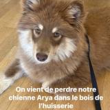 Picture of dog lost at Laval