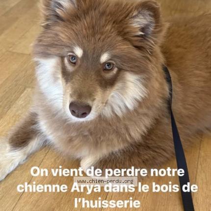 Photo 1/1 Arya Chien lost in Laval