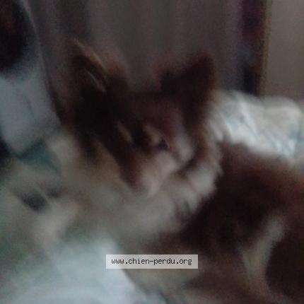 Photo 1/1 TINA Chien lost in Aulnoye aymeries