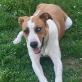 Picture of dog lost at Benesse Les Dax