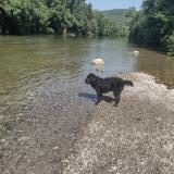 Picture of dog lost at Sumene