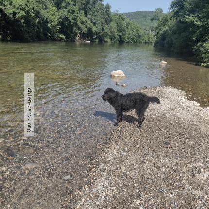 Photo 1/1 Pilou Dog lost in Sumene