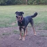 Picture of dog lost at Chateaubriant