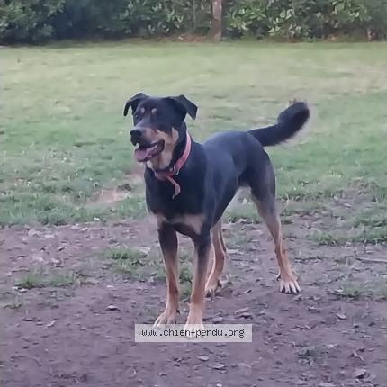 Photo 1/1 Talya Chien lost in Chateaubriant