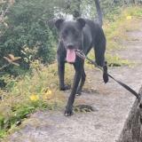 Picture of dog lost at Saint Leu