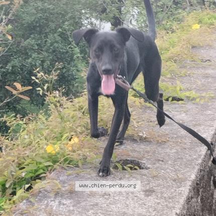 Photo 1/1 Vénus Chien lost in Saint leu