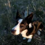 Picture of dog lost at Mallemort