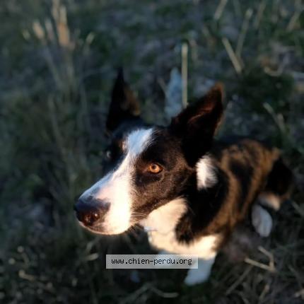 Photo 1/1 Twitt Chien lost in Mallemort