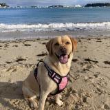 Picture of dog lost at St Herblain