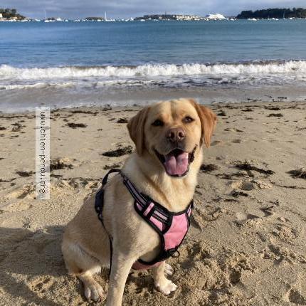 Photo 1/1 Starla Chien lost in St herblain