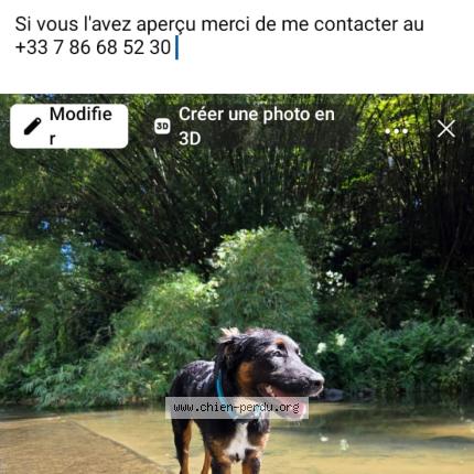 Photo 1/1 Allita Chien lost in Le lamentin