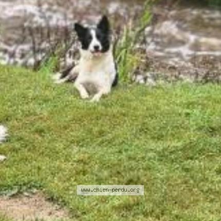 Photo 1/1 Spar Chien lost in Plouguenast