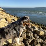 Picture of dog lost at Layrac